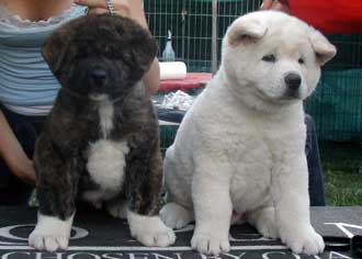 Picture of Puppies