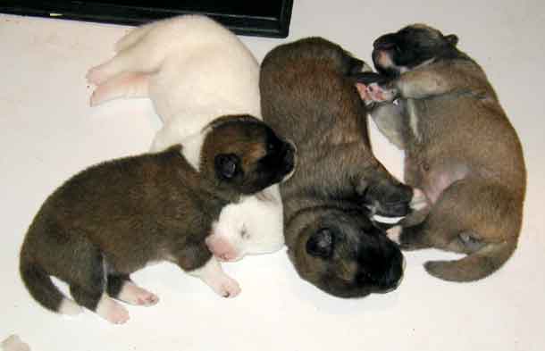 Picture of Puppies