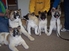 Picture of Jazz with dad Mavrick and siblings