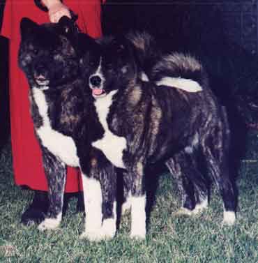 Picture of Buki and Tiger