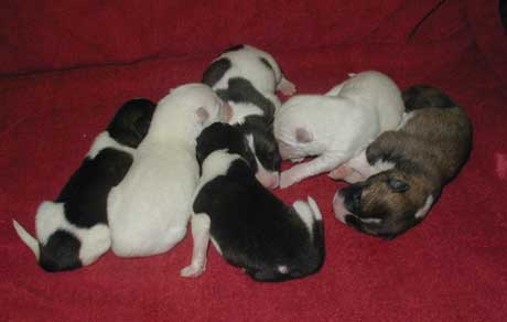 Picture of puppies